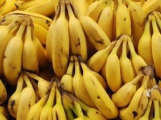 Φωτογραφία για Κύκλωμα εισάγει και διακινεί κοκαΐνη μέσα σε μπανάνες – Βρέθηκαν 480 κιλά σε Ρέντη και Ρόδο