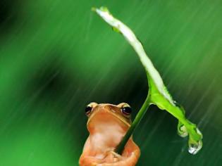 Φωτογραφία για Έξυπνος βάτραχος προστατεύεται από τη βροχή!