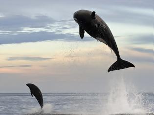 Φωτογραφία για Φάλαινα 8 τόνων φτάνει τα 4,5 μέτρα για να «τσακίσει» ένα δελφίνι