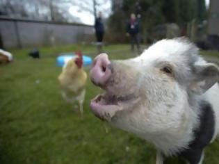 Φωτογραφία για Το πρώτο γουρούνι που υπεβλήθη σε θεραπεία για τον καρκίνο