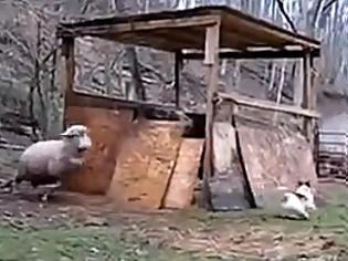 Φωτογραφία για Πρόβατο χοροπηδάει από χαρά παίζοντας με σκυλάκι ! [Video]