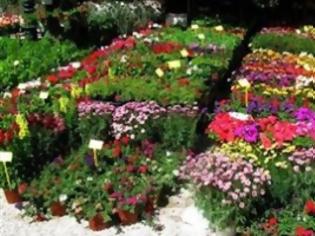 Φωτογραφία για «Ανθίζουν» οι ελληνικές εξαγωγές λουλουδιών