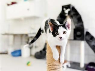 Φωτογραφία για Επιστήμονες έλυσαν τον γρίφο της ανθρώπινης αλλεργίας στις γάτες