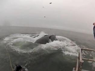 Φωτογραφία για Φάλαινες βγαίνουν στην επιφάνεια δίπλα από δύτες [Video]