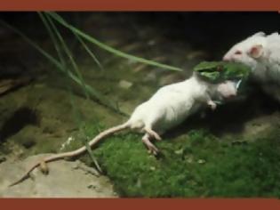 Φωτογραφία για Ποντίκι επιτίθεται σε φίδι για να σώσει τον φίλο του!!!