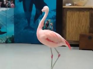 Φωτογραφία για Το ξεκαρδιστικό βίντεο με το φλαμίνγκο που χορεύει!
