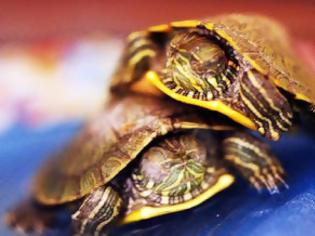 Φωτογραφία για Βγήκαν τα πρώτα χελωνάκια στην Κεφαλονιά!