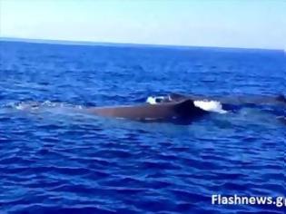Φωτογραφία για Φάλαινες Νότια του Ν. Χανίων στα Σφακιά - Ένα μοναδικό βίντεο!