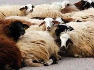 Φωτογραφία για Ίδρυσαν σύλλογο τα θύματα ζωοκλοπών στο Ρέθυμνο-Μέτρα ζητούν οι κτηνοτρόφοι