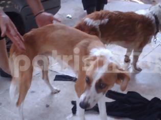 Φωτογραφία για Πύργος: Ένα χρόνο φυλακή για παραμέληση σε σκύλους που κόντεψαν να πεθάνουν από θερμοπληξία!