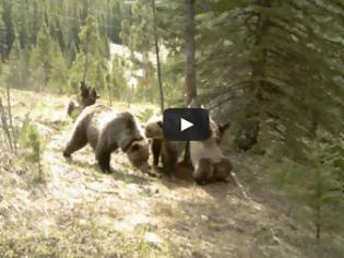 Φωτογραφία για Τι κάνουν οι αρκούδες μόνες τους στο δάσος [Video]