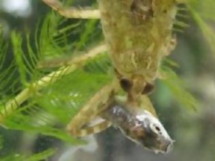 Φωτογραφία για Γιγάντιο έντομο καταβροχθίζει ψάρι