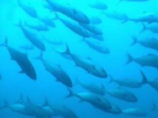 Φωτογραφία για Αρσενικά ψάρια ζόμπι αναπαράγονται από τον «τάφο»