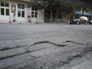 Φωτογραφία για Πανικός με δίμετρο φίδι στο κέντρο της πόλης των Τρικάλων