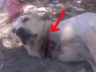 Φωτογραφία για Οι ξένοι νοιάστηκαν για βασανισμένο σκυλί στα Χανιά