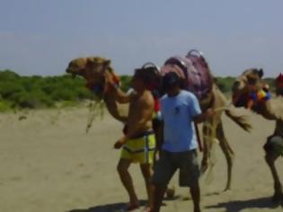 Φωτογραφία για Aχαΐα: Για μπάνιο με... καμήλες στην παραλία της Kαλογριάς!