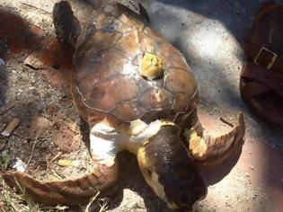 Φωτογραφία για Θαλάσσια χελώνα ξεβράστηκε νεκρή στα Νέα Βρασνά