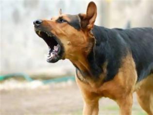 Φωτογραφία για Σκύλος επιτέθηκε σε γυναίκα στο κέντρο του Ηρακλείου