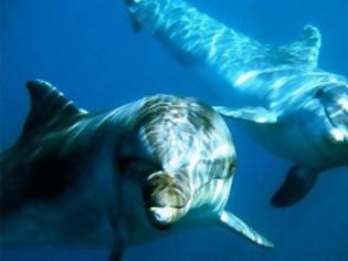 Φωτογραφία για Ιός-φονιάς αποδεκατίζει τα δελφίνια