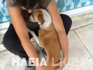 Φωτογραφία για Πύργος: Aστυνομικοί-υποδείγματα έσωσαν δύο σκυλιά σε κατάσταση θερμοπληξίας