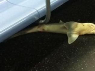 Φωτογραφία για Επιβάτες βρήκαν καρχαρία στο μετρό