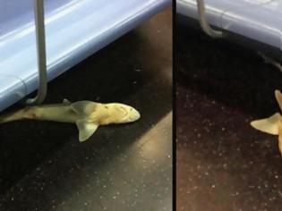 Φωτογραφία για Καρχαρίας μέσα στο μετρό της Νέας Υόρκης