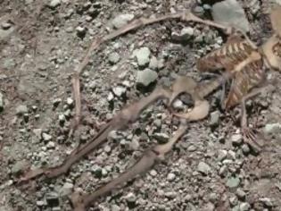 Φωτογραφία για Εντοπίστηκαν οστά τριών ανθρώπινων σκελετών στην Γαύδο (νεώτερη ενημέρωση)