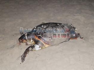 Φωτογραφία για Νεκρή θαλάσσια χελώνα στο Αλωνάκι στην Πρέβεζα