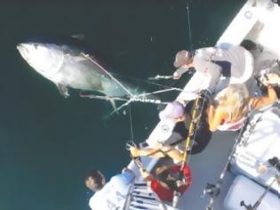 Φωτογραφία για Απίστευτο βίντεο: Ψάρεψαν τόνο 3 μέτρων και 417 κιλών!
