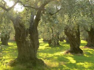 Φωτογραφία για Ελαιόδεντρα σε πλειστηριασμό στην Πελοπόννησο