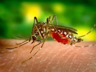 Φωτογραφία για Πράγματα που δεν ξέρετε για τα κουνούπια