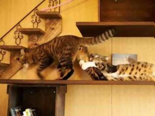 Φωτογραφία για Πως κάνουν οι γάτες όταν χωρίζουν;