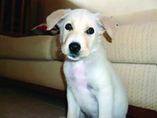 Φωτογραφία για Χάθηκε σκυλάκι στα Σαράγια Τρικάλων