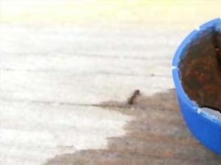 Φωτογραφία για Πως αντιδρούν τα μυρμήγκια όταν βρεθούν κοντά σε Pepsi;