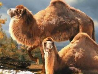 Φωτογραφία για Οι καμήλες φορείς του ιού MERS