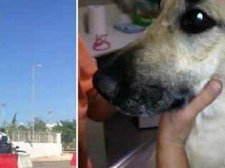 Φωτογραφία για ΣΟΚ: Προσωρινά ελεύθερο το κτήνος που βίασε σκυλίτσα στο Ολυμπιακό Χωριό