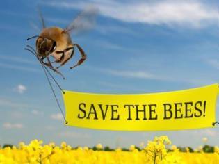 Φωτογραφία για Τι θα συμβεί αν εξαφανιστούν οι μέλισσες;