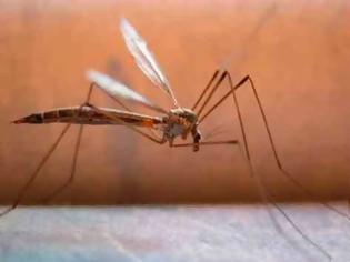 Φωτογραφία για Πως μας πίνουν το αίμα τα κουνούπια