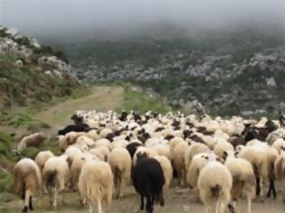 Φωτογραφία για Κρούσμα ευλογιάς αναστάτωσε τους κτηνοτρόφους της Θράκης!