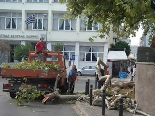 Φωτογραφία για Ξάνθη: Οι ισχυροί άνεμοι έριξαν τον πλάτανο της Κεντρικής Πλατείας [video]