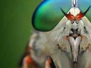 Φωτογραφία για Επιστήμονες έφτιαξαν τεχνητά μάτια εντόμων