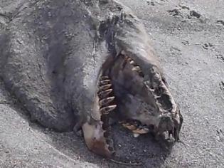 Φωτογραφία για Σοκαριστικό!!! Θαλάσσιο «τέρας» βρέθηκε στη Ν. Ζηλανδία(Βίντεο)