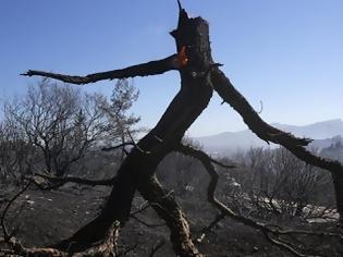 Φωτογραφία για Πάνω από 5.000 στρέμματα δάσους κάηκαν στη Θάσο
