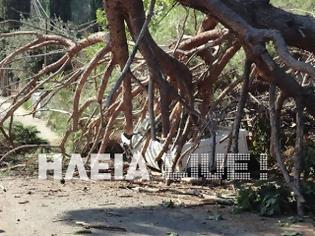 Φωτογραφία για Ηλεία: Δέντρο έλιωσε αυτοκίνητο - Aπό θαύμα δεν θρηνήσαμε θύματα