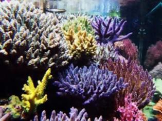 Φωτογραφία για Το Google Street View «βλέπει» κοράλλια