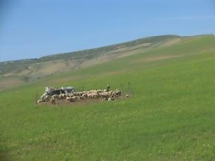 Φωτογραφία για Σε απόγνωση οι κτηνοτρόφοι του Κιλκίς - κινδυνεύουν να μείνουν χωρίς βοσκοτόπια