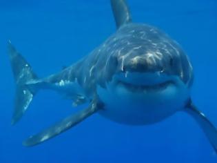 Φωτογραφία για Πέθανε μετά από επίθεση καρχαρία