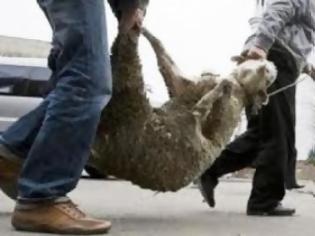 Φωτογραφία για Δοκίμι: Αυτός γλένταγε, αυτοί του έκλεβαν τα πρόβατα…