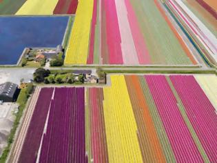 Φωτογραφία για Έκρηξη χρωμάτων στα χωράφια της Ολλανδίας!