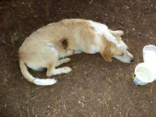 Φωτογραφία για Στυλίδα: Πυροβόλησαν αδέσποτο σκυλάκι